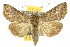  (Ctenoplusia chillagoes - 10ANIC-08293)  @15 [ ] CreativeCommons - Attribution (2010) CBG Photography Group Centre for Biodiversity Genomics