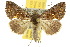  (Argyrogramma signata - 10ANIC-08296)  @15 [ ] CreativeCommons - Attribution (2010) CBG Photography Group Centre for Biodiversity Genomics