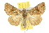  ( - 10ANIC-08299)  @15 [ ] CreativeCommons - Attribution (2010) CBG Photography Group Centre for Biodiversity Genomics