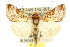  ( - 10ANIC-08300)  @11 [ ] CreativeCommons - Attribution (2010) CBG Photography Group Centre for Biodiversity Genomics