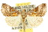  ( - 10ANIC-08301)  @15 [ ] CreativeCommons - Attribution (2010) CBG Photography Group Centre for Biodiversity Genomics