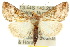  (Dactyloplusia - 10ANIC-08302)  @15 [ ] CreativeCommons - Attribution (2010) CBG Photography Group Centre for Biodiversity Genomics