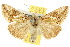  ( - 10ANIC-08303)  @14 [ ] CreativeCommons - Attribution (2010) CBG Photography Group Centre for Biodiversity Genomics