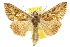  (Chrysodeixis eriosoma - 10ANIC-08304)  @15 [ ] CreativeCommons - Attribution (2010) CBG Photography Group Centre for Biodiversity Genomics