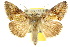  (Chrysodeixis acuta - 10ANIC-08305)  @15 [ ] CreativeCommons - Attribution (2010) CBG Photography Group Centre for Biodiversity Genomics