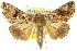  ( - 10ANIC-08306)  @15 [ ] CreativeCommons - Attribution (2010) CBG Photography Group Centre for Biodiversity Genomics