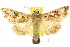  (Chrysodeixis illuminata - 10ANIC-08307)  @15 [ ] CreativeCommons - Attribution (2010) CBG Photography Group Centre for Biodiversity Genomics