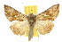  ( - 10ANIC-08313)  @15 [ ] CreativeCommons - Attribution (2010) CBG Photography Group Centre for Biodiversity Genomics