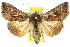  (Chrysodeixis subsidens - 10ANIC-08317)  @15 [ ] CreativeCommons - Attribution (2010) CBG Photography Group Centre for Biodiversity Genomics