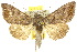  (Anadevidia - 10ANIC-08318)  @15 [ ] CreativeCommons - Attribution (2010) CBG Photography Group Centre for Biodiversity Genomics
