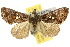  ( - 10ANIC-08321)  @14 [ ] CreativeCommons - Attribution (2010) CBG Photography Group Centre for Biodiversity Genomics