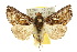  ( - 10ANIC-08322)  @14 [ ] CreativeCommons - Attribution (2010) CBG Photography Group Centre for Biodiversity Genomics