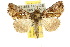  (Scriptoplusia - 10ANIC-08323)  @15 [ ] CreativeCommons - Attribution (2010) CBG Photography Group Centre for Biodiversity Genomics