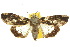  ( - 10ANIC-08329)  @14 [ ] CreativeCommons - Attribution (2010) CBG Photography Group Centre for Biodiversity Genomics