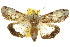  ( - 10ANIC-08335)  @15 [ ] CreativeCommons - Attribution (2010) CBG Photography Group Centre for Biodiversity Genomics