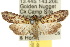  ( - 10ANIC-08347)  @14 [ ] CreativeCommons - Attribution (2010) CBG Photography Group Centre for Biodiversity Genomics