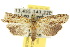  ( - 10ANIC-08350)  @15 [ ] CreativeCommons - Attribution (2010) CBG Photography Group Centre for Biodiversity Genomics