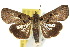  ( - 10ANIC-08353)  @14 [ ] CreativeCommons - Attribution (2010) CBG Photography Group Centre for Biodiversity Genomics