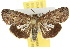  ( - 10ANIC-08354)  @14 [ ] CreativeCommons - Attribution (2010) CBG Photography Group Centre for Biodiversity Genomics