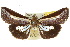  ( - 10ANIC-08363)  @15 [ ] CreativeCommons - Attribution (2010) CBG Photography Group Centre for Biodiversity Genomics
