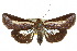  ( - 10ANIC-08366)  @15 [ ] CreativeCommons - Attribution (2010) CBG Photography Group Centre for Biodiversity Genomics