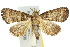  ( - 10ANIC-08384)  @14 [ ] CreativeCommons - Attribution (2010) CBG Photography Group Centre for Biodiversity Genomics