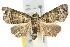  ( - 10ANIC-08387)  @14 [ ] CreativeCommons - Attribution (2010) CBG Photography Group Centre for Biodiversity Genomics