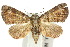  ( - 10ANIC-08389)  @15 [ ] CreativeCommons - Attribution (2010) CBG Photography Group Centre for Biodiversity Genomics