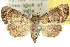  (Chlumetia - 10ANIC-08390)  @15 [ ] CreativeCommons - Attribution (2010) CBG Photography Group Centre for Biodiversity Genomics