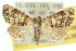 ( - 10ANIC-08392)  @14 [ ] CreativeCommons - Attribution (2010) CBG Photography Group Centre for Biodiversity Genomics