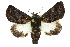  ( - 10ANIC-08398)  @13 [ ] CreativeCommons - Attribution (2010) CBG Photography Group Centre for Biodiversity Genomics