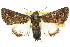  (Pataeta - 10ANIC-08405)  @15 [ ] CreativeCommons - Attribution (2010) CBG Photography Group Centre for Biodiversity Genomics