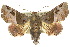  (Targalla - 10ANIC-08408)  @16 [ ] CreativeCommons - Attribution (2010) CBG Photography Group Centre for Biodiversity Genomics