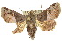  ( - 10ANIC-08410)  @13 [ ] CreativeCommons - Attribution (2010) CBG Photography Group Centre for Biodiversity Genomics