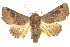  ( - 10ANIC-08412)  @15 [ ] CreativeCommons - Attribution (2010) CBG Photography Group Centre for Biodiversity Genomics