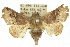 ( - 10ANIC-08415)  @14 [ ] CreativeCommons - Attribution (2010) CBG Photography Group Centre for Biodiversity Genomics