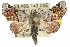 (Atacira - 10ANIC-08421)  @15 [ ] CreativeCommons - Attribution (2010) CBG Photography Group Centre for Biodiversity Genomics