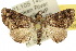  ( - 10ANIC-08426)  @14 [ ] CreativeCommons - Attribution (2010) CBG Photography Group Centre for Biodiversity Genomics