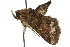  ( - 10ANIC-08427)  @13 [ ] CreativeCommons - Attribution (2010) CBG Photography Group Centre for Biodiversity Genomics