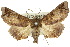  ( - 10ANIC-08429)  @11 [ ] CreativeCommons - Attribution (2010) CBG Photography Group Centre for Biodiversity Genomics