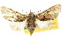  (Anigraea - 10ANIC-08433)  @15 [ ] CreativeCommons - Attribution (2010) CBG Photography Group Centre for Biodiversity Genomics