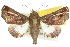 ( - 10ANIC-08436)  @15 [ ] CreativeCommons - Attribution (2010) CBG Photography Group Centre for Biodiversity Genomics