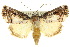  (Armactica endoleuca - 10ANIC-08445)  @15 [ ] CreativeCommons - Attribution (2010) CBG Photography Group Centre for Biodiversity Genomics