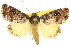  ( - 10ANIC-08446)  @15 [ ] CreativeCommons - Attribution (2010) CBG Photography Group Centre for Biodiversity Genomics