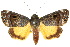  (Armactica columbina - 10ANIC-08448)  @15 [ ] CreativeCommons - Attribution (2010) CBG Photography Group Centre for Biodiversity Genomics