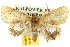  ( - 10ANIC-08454)  @13 [ ] CreativeCommons - Attribution (2010) CBG Photography Group Centre for Biodiversity Genomics