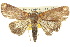  (Maceda - 10ANIC-08458)  @15 [ ] CreativeCommons - Attribution (2010) CBG Photography Group Centre for Biodiversity Genomics