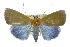  (Vizaga sp. ANIC1 - 10ANIC-08459)  @15 [ ] CreativeCommons - Attribution (2010) CBG Photography Group Centre for Biodiversity Genomics
