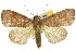 ( - 10ANIC-08466)  @14 [ ] CreativeCommons - Attribution (2010) CBG Photography Group Centre for Biodiversity Genomics