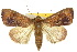  ( - 10ANIC-08467)  @14 [ ] CreativeCommons - Attribution (2010) CBG Photography Group Centre for Biodiversity Genomics